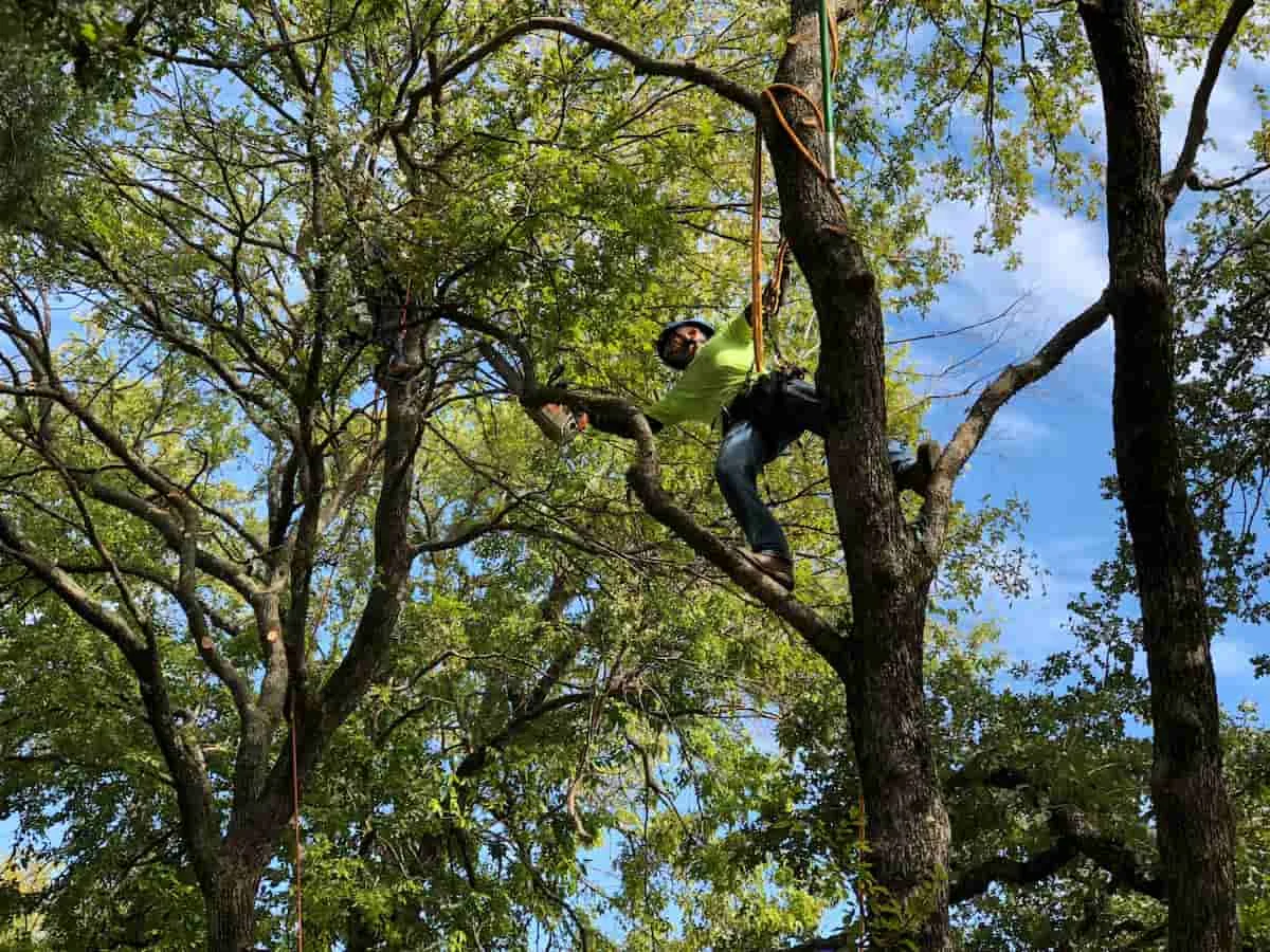 Arborist USA gallery 3