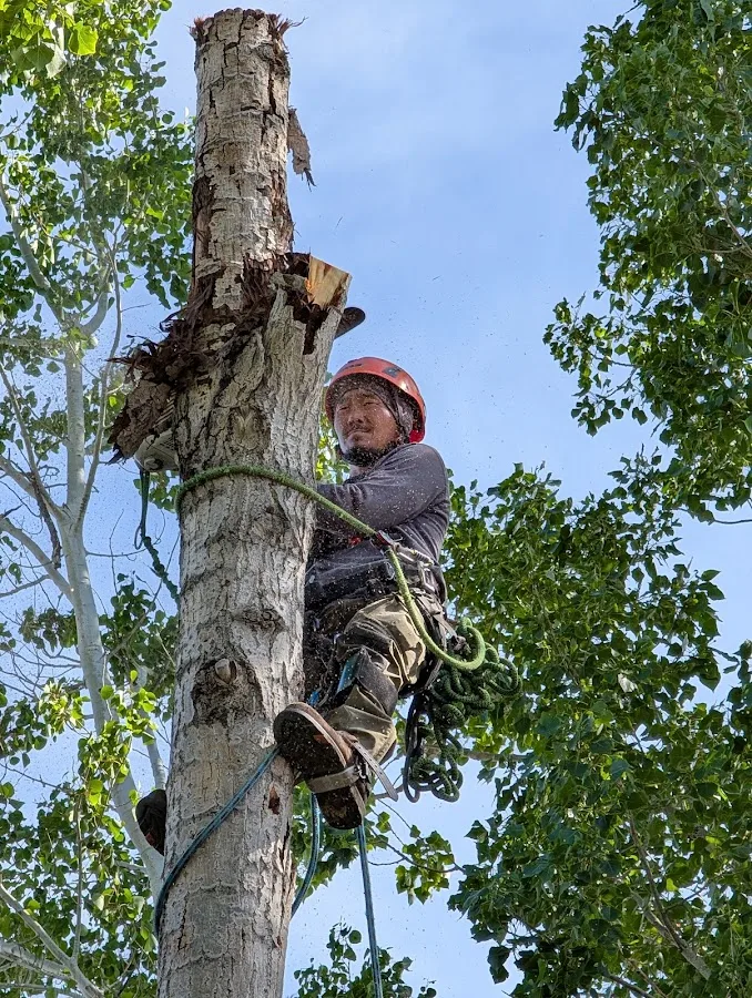 Arbortec Tree Service