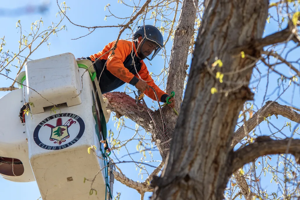 Arbortec Tree Service gallery 3