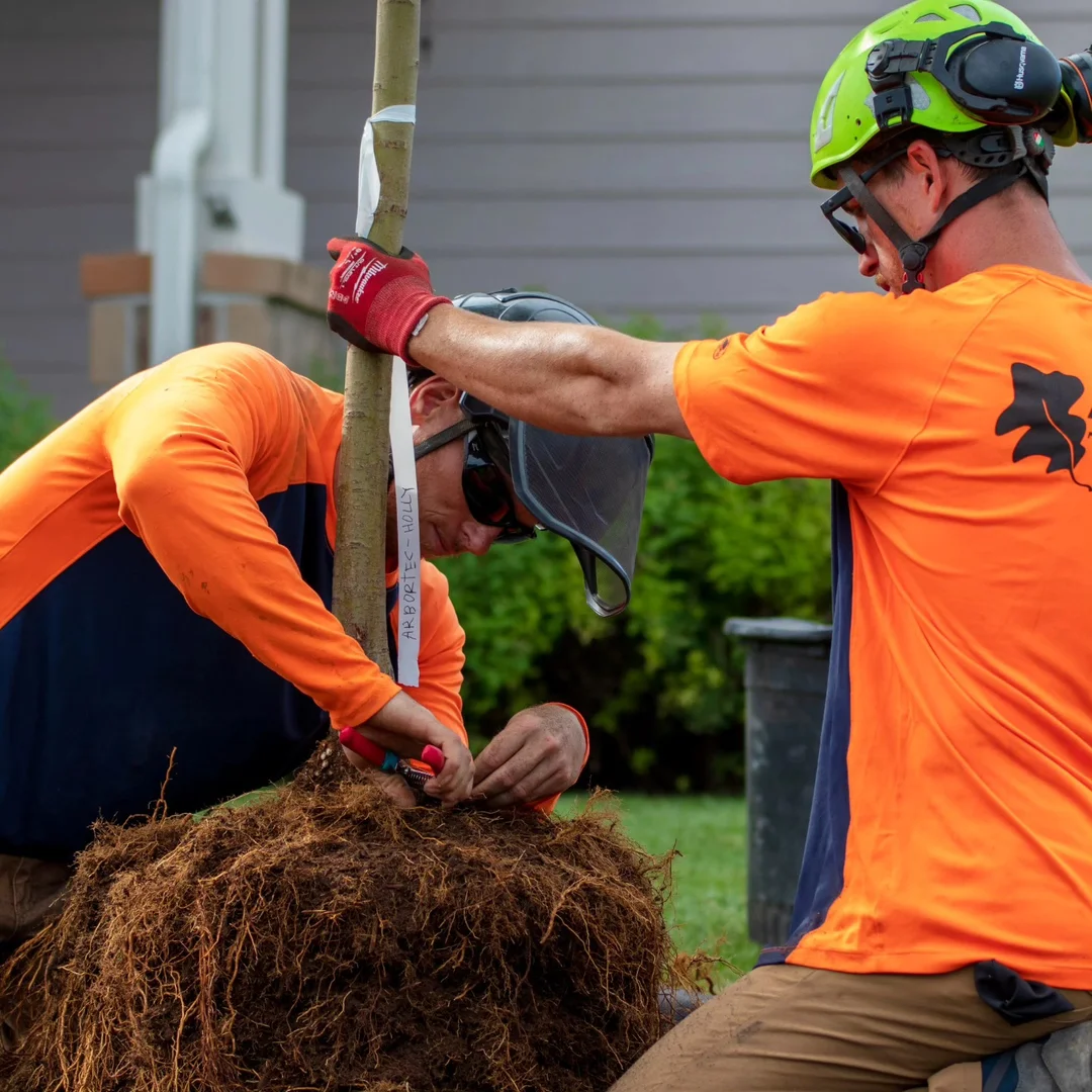 Arbortec Tree Service gallery 10