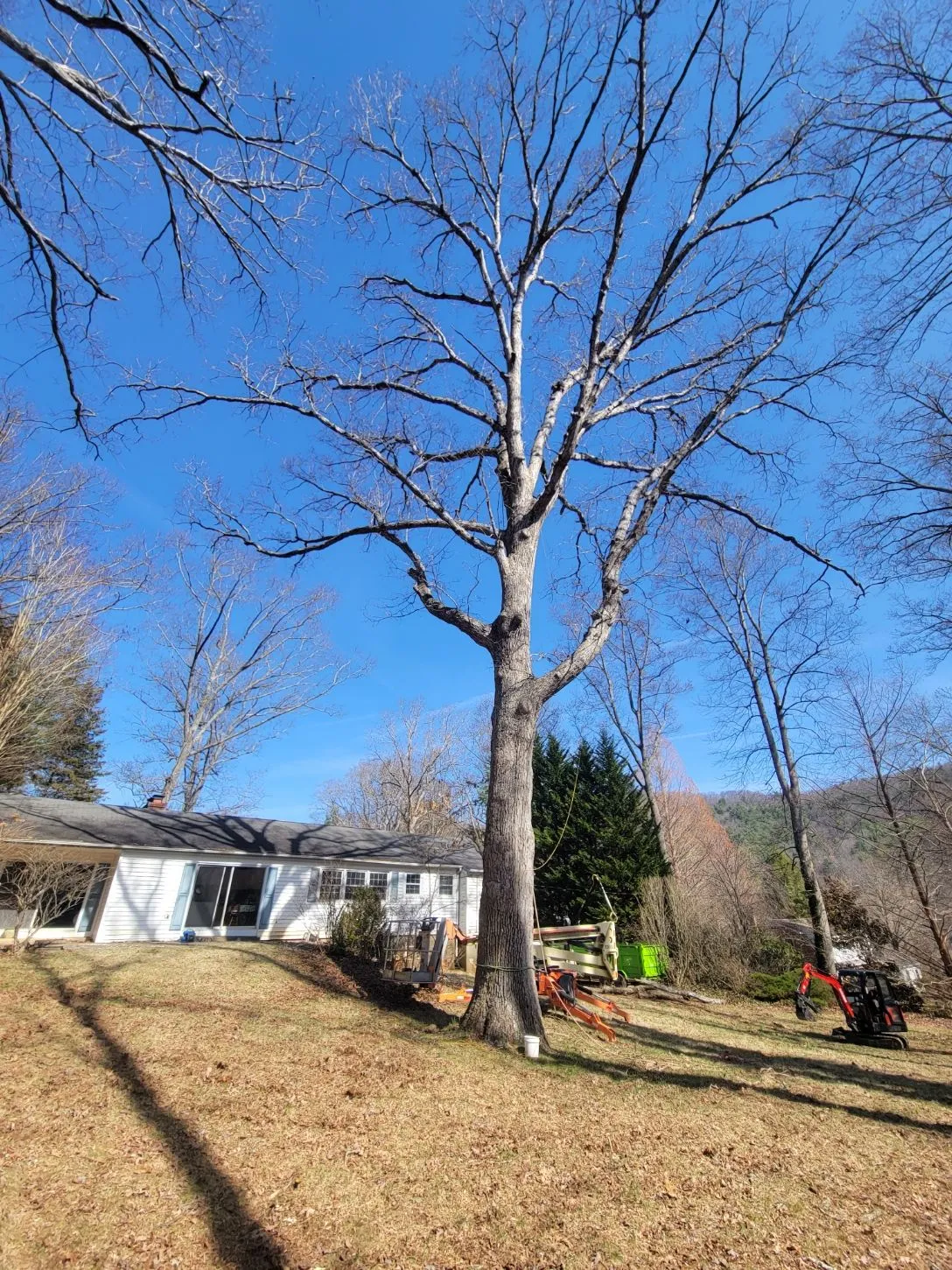 Asheville Affordable Tree Men gallery 7