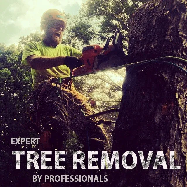 Asheville Affordable Tree Men gallery 9