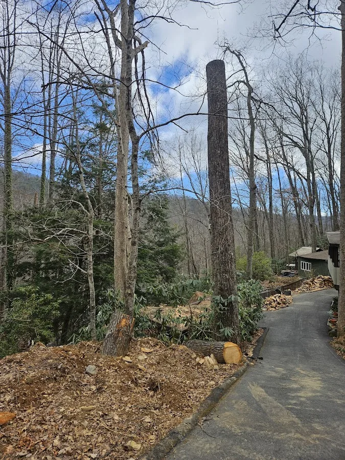 Asheville Arborists