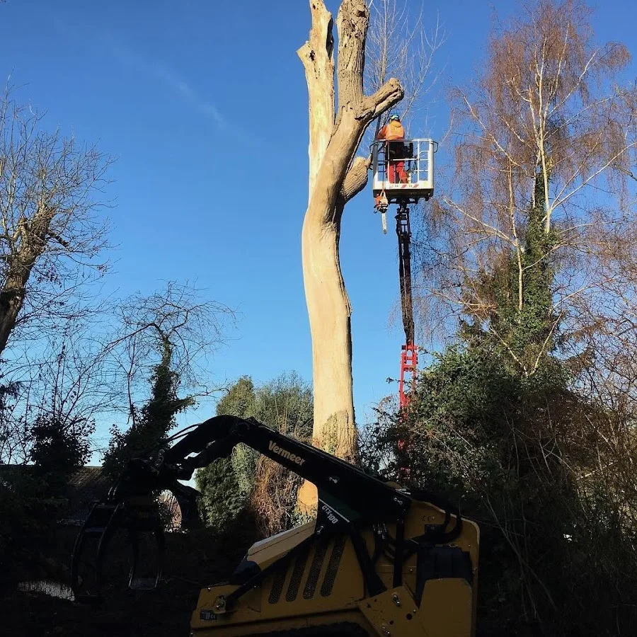 Asheville Tree Service