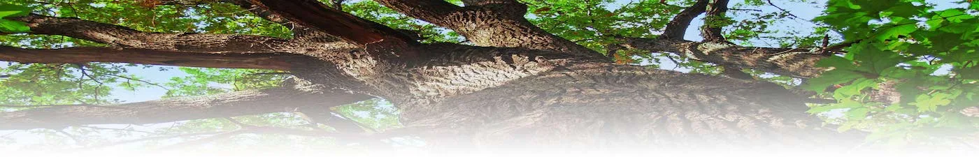 Asheville Tree Service gallery 2