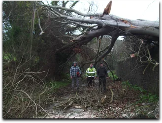 Asheville Tree Service gallery 4