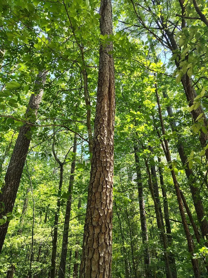Ashland Tree Service gallery 2