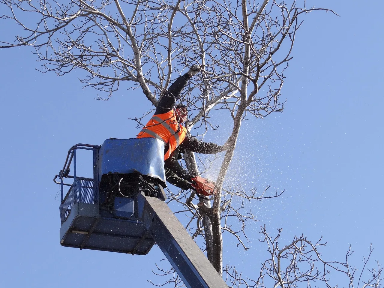 Ashland Tree Service gallery 3