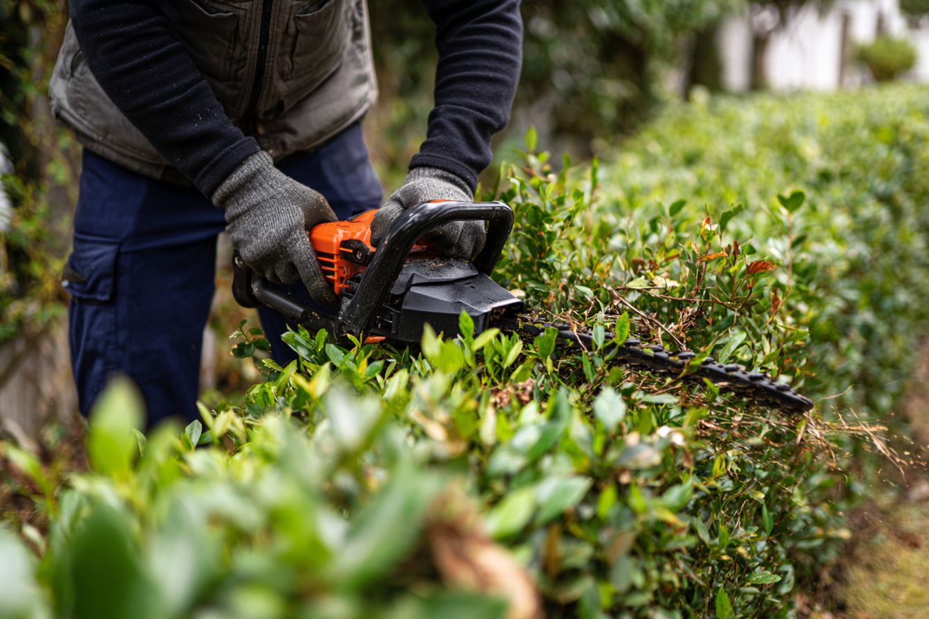Ashland Tree Service gallery 6