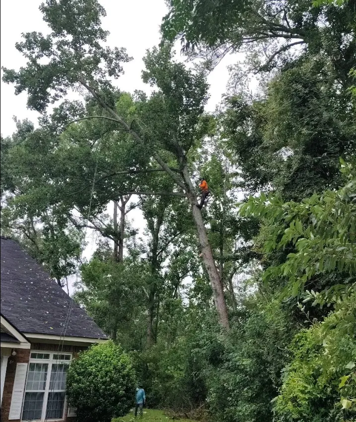 Ashland Tree Service gallery 10