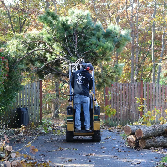At The Top Tree Service Corp gallery 2
