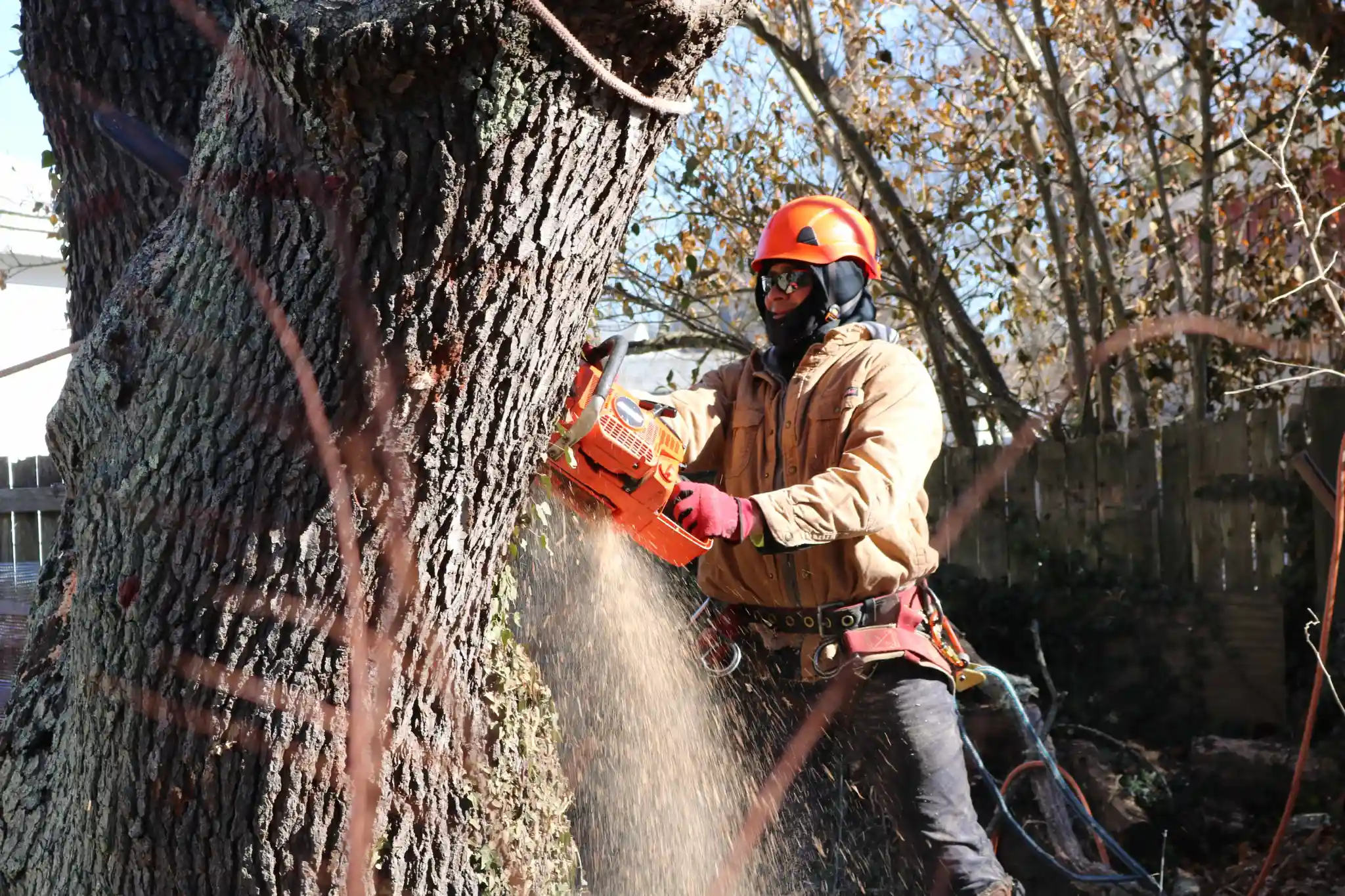 At The Top Tree Service Corp gallery 5