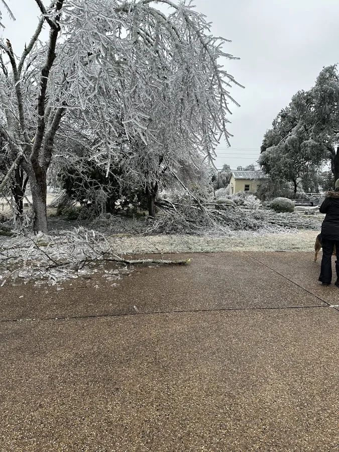 Austin Tree Surgeons gallery 2