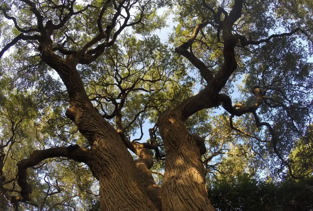 Austin Tree Surgeons gallery 3