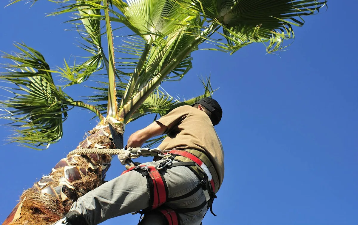 Bakersfield Tree Service