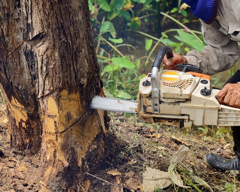 Bakersfield Tree Service gallery 3