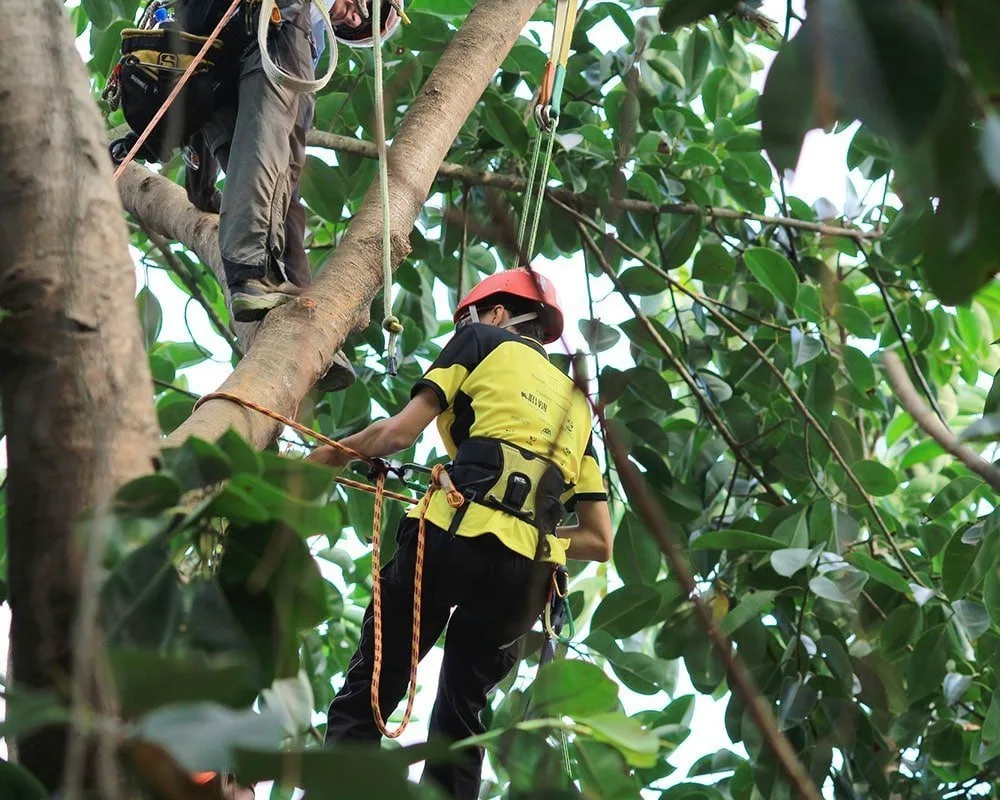 Bakersfield Tree Service gallery 5