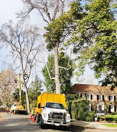 Bakersfield Tree Service gallery 6