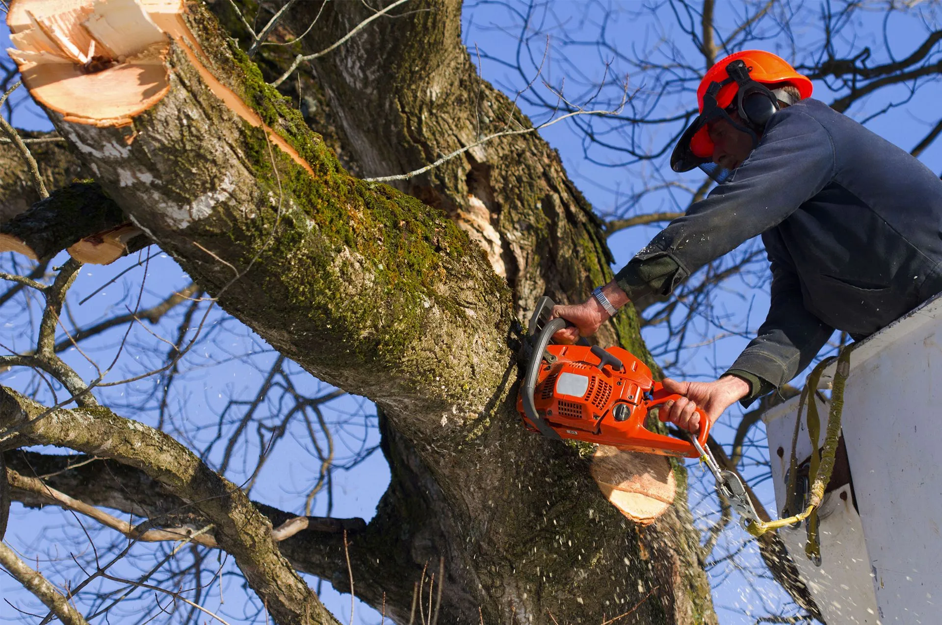 Bargain Tree Service gallery 2