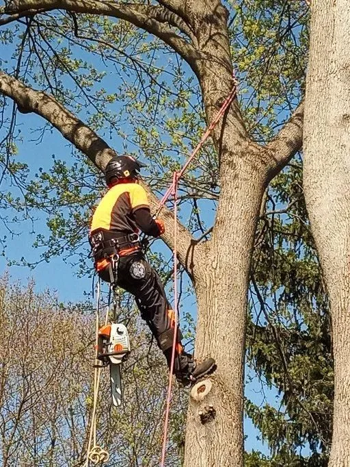 Bargain Tree Service gallery 3