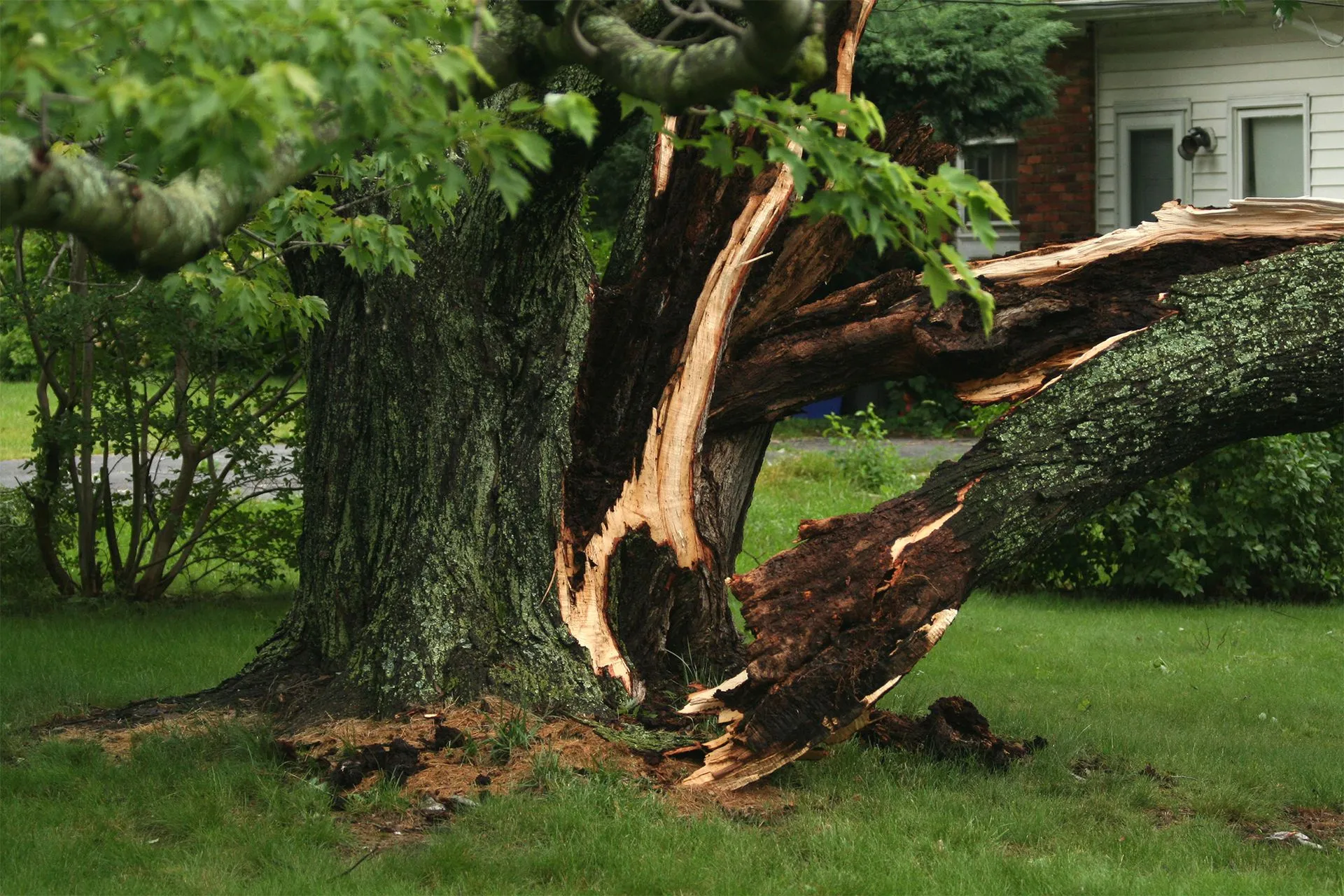 Bargain Tree Service gallery 6