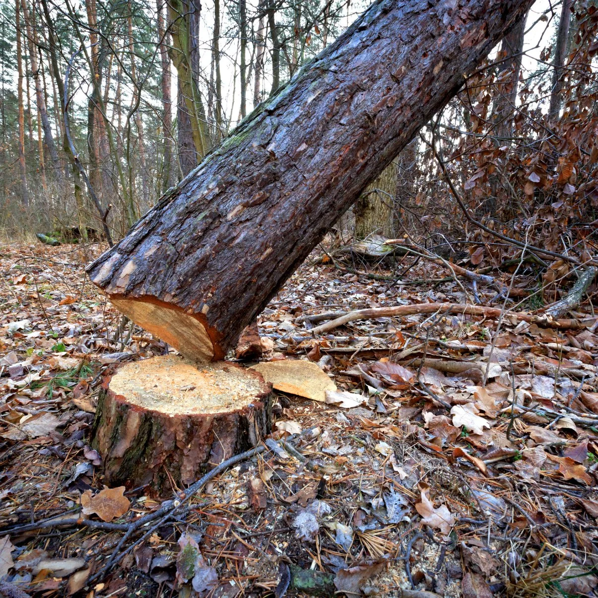 Bart’s Bronx Tree Services gallery 6