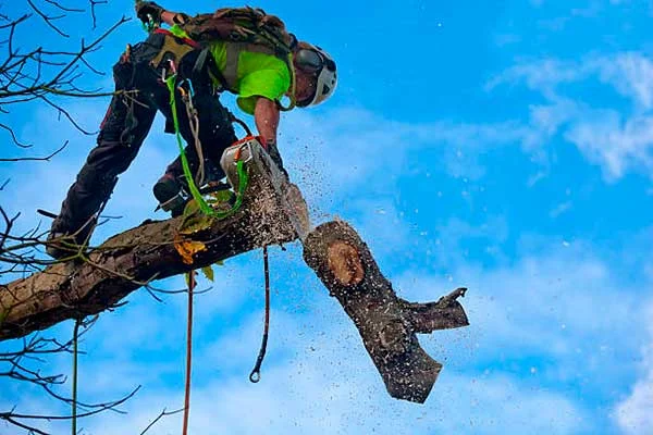 Bart’s Bronx Tree Services gallery 8