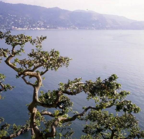 Bay Area Arborist Cooperative