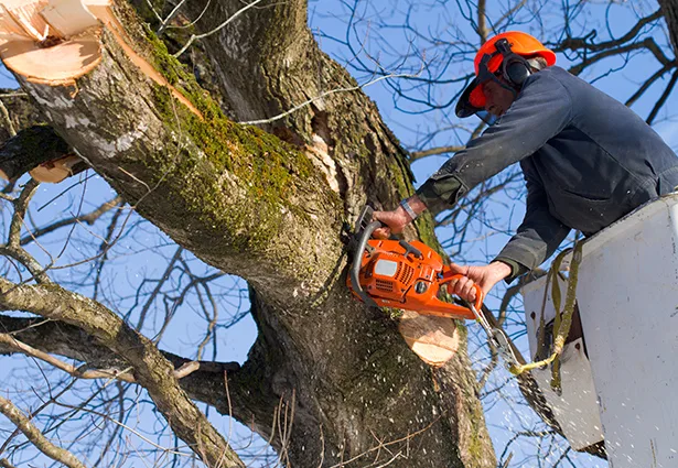 Benchmark Tree Service gallery 2