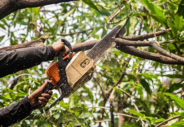 Benchmark Tree Service gallery 3