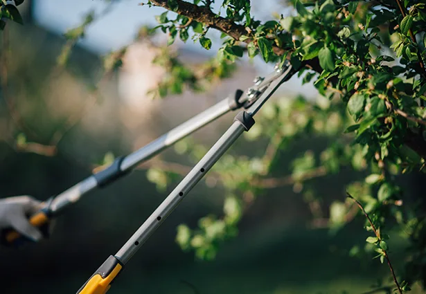 Benchmark Tree Service gallery 4