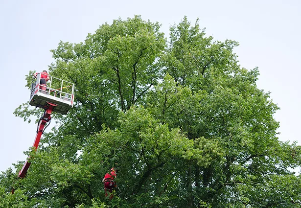 Benchmark Tree Service gallery 5