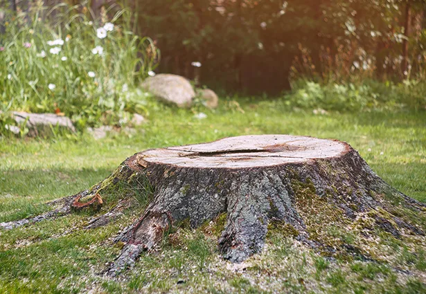 Benchmark Tree Service gallery 6