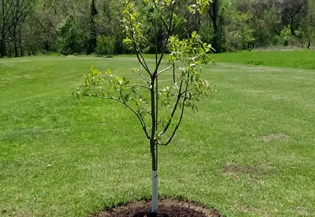 Benchmark Tree Service gallery 7