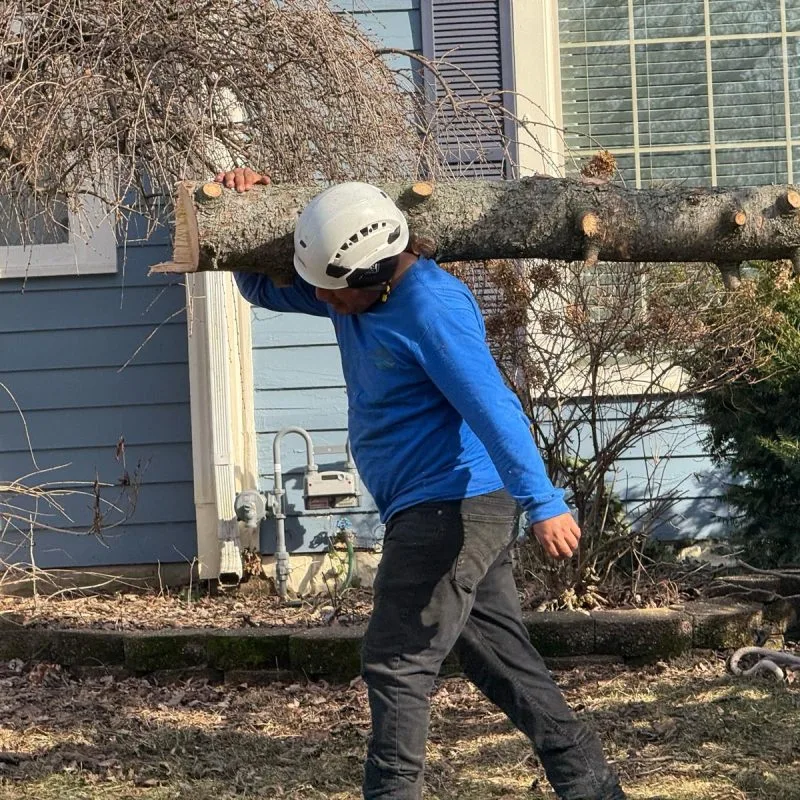 Benjamin Indy Tree Service LLC gallery 2