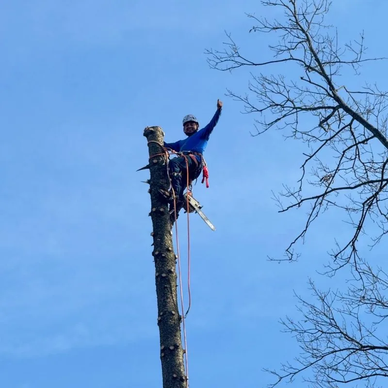 Benjamin Indy Tree Service LLC gallery 3