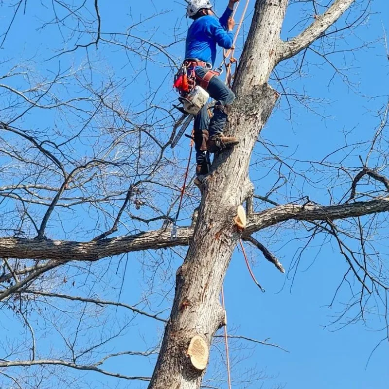 Benjamin Indy Tree Service LLC gallery 6