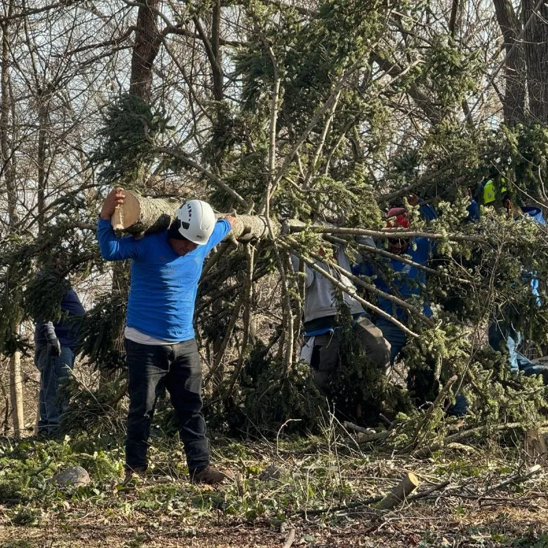 Benjamin Indy Tree Service LLC gallery 7