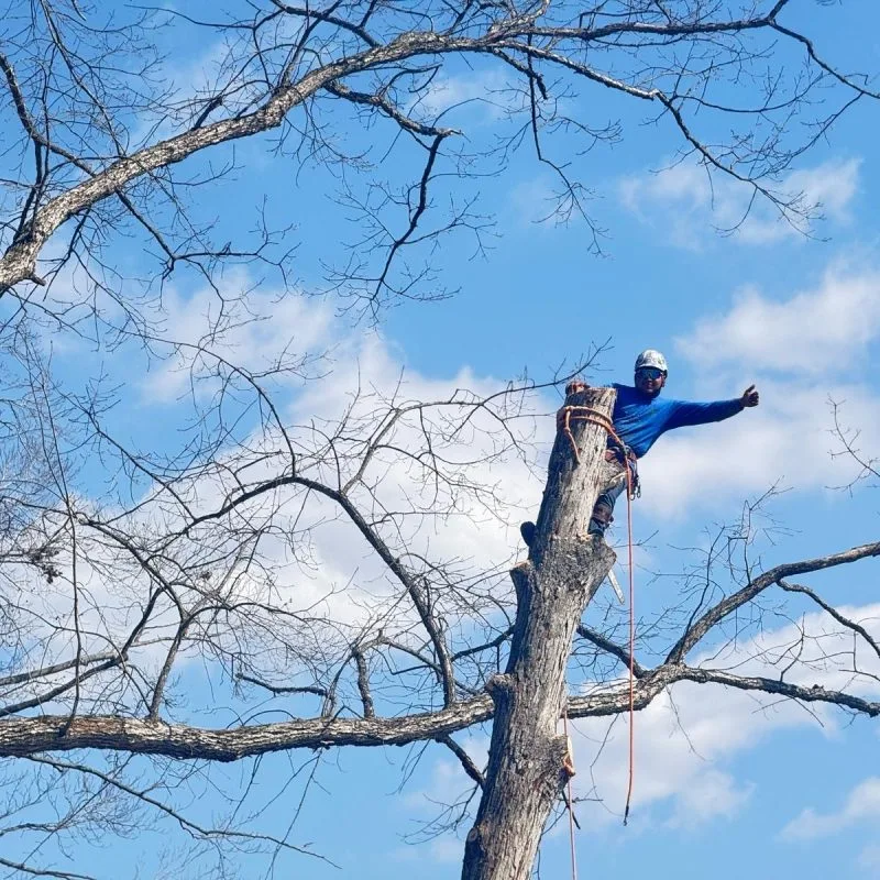 Benjamin Indy Tree Service LLC gallery 8