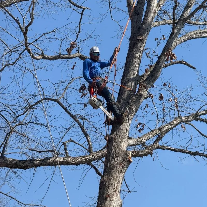 Benjamin Indy Tree Service LLC gallery 10