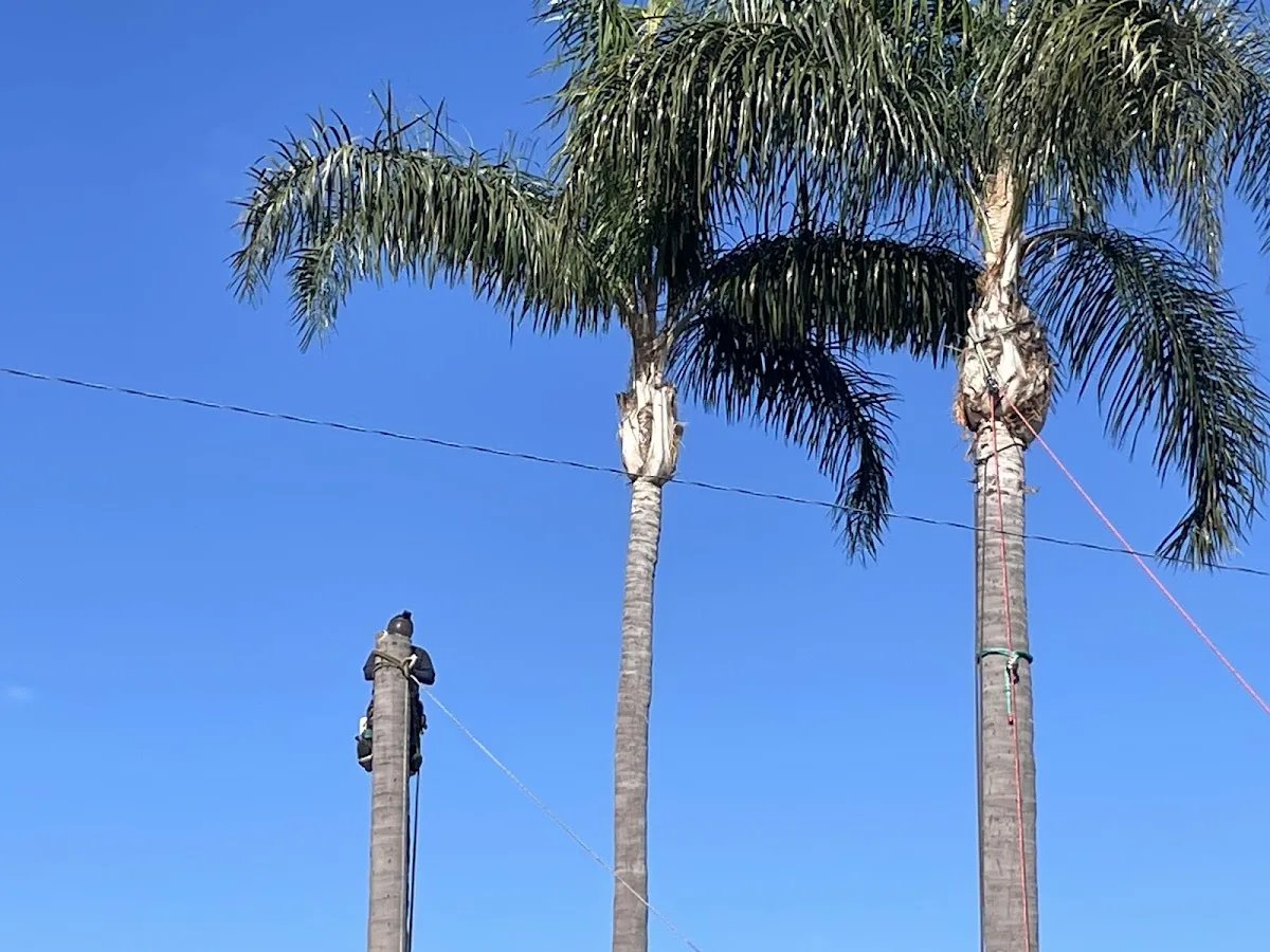 BG Tree Service and Landscape
