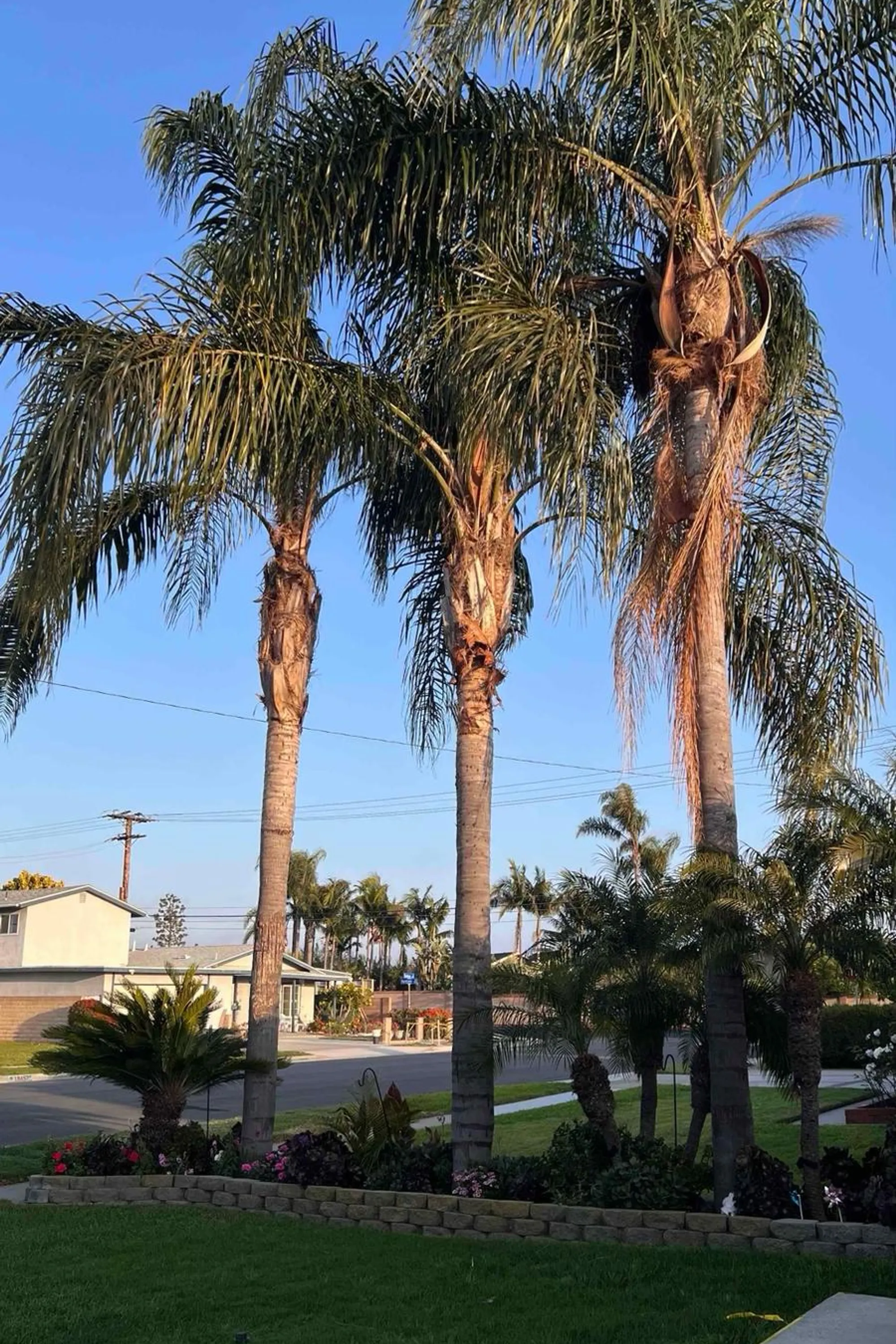 BG Tree Service and Landscape gallery 3