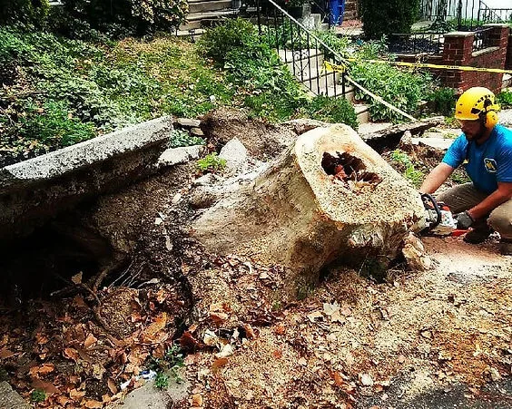 Big A Stump Removal & Tree Services
