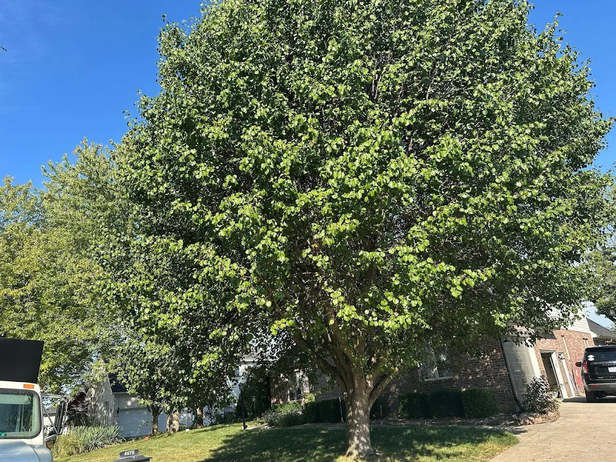 Big Brothers Tree Services