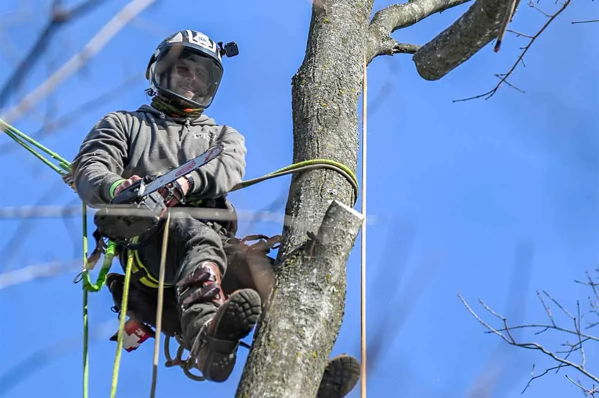 Big Brothers Tree Services gallery 2