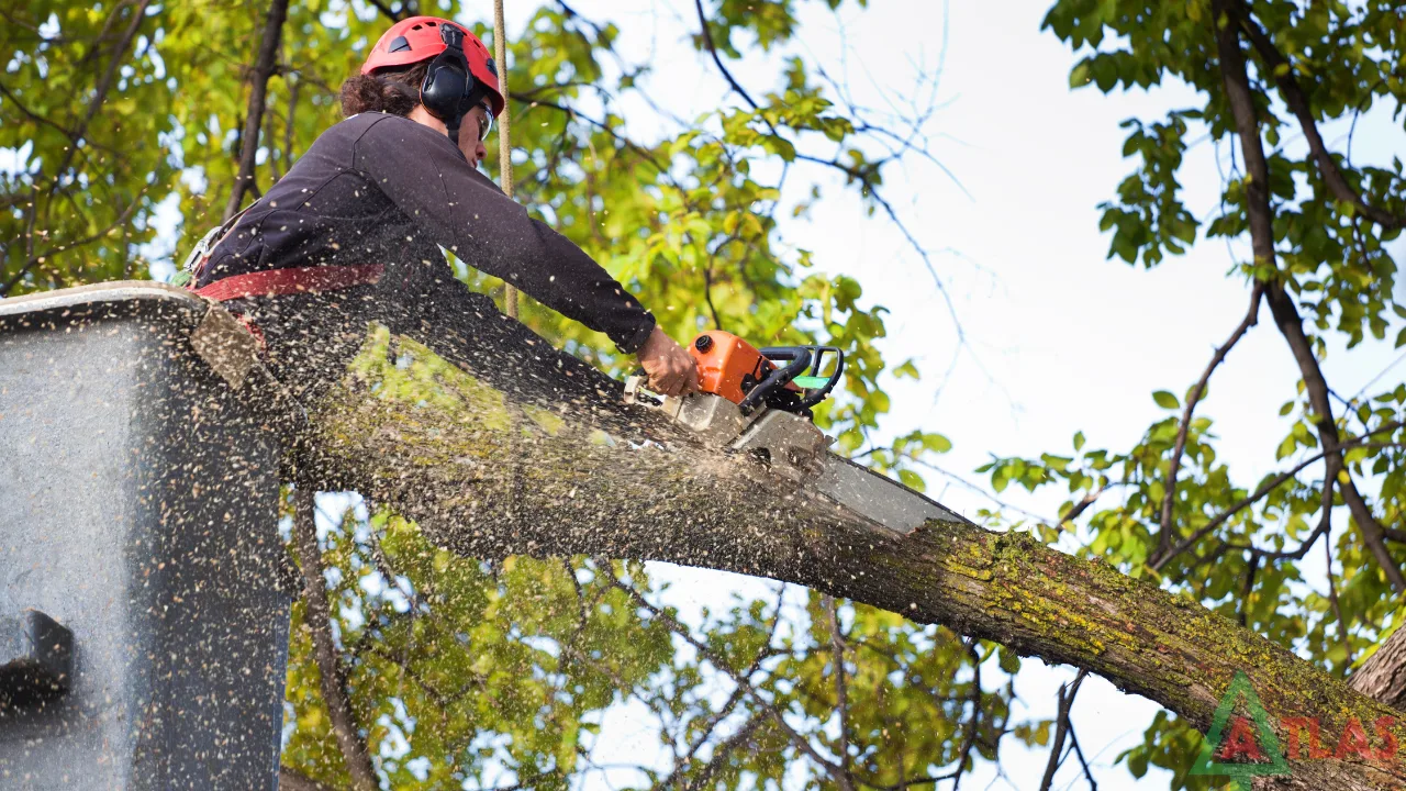 Big Brothers Tree Services gallery 8