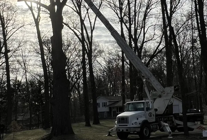 Big Chipper Tree Service LLC