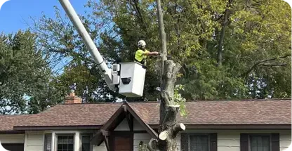 Big Chipper Tree Service LLC gallery 2