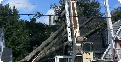 Big Chipper Tree Service LLC gallery 3