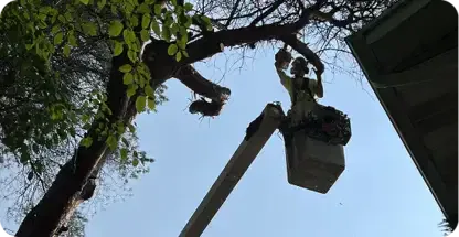 Big Chipper Tree Service LLC gallery 4